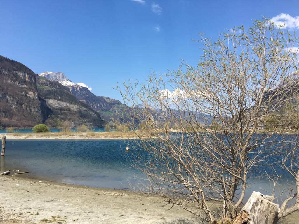 un arbre au bord d'un lac 