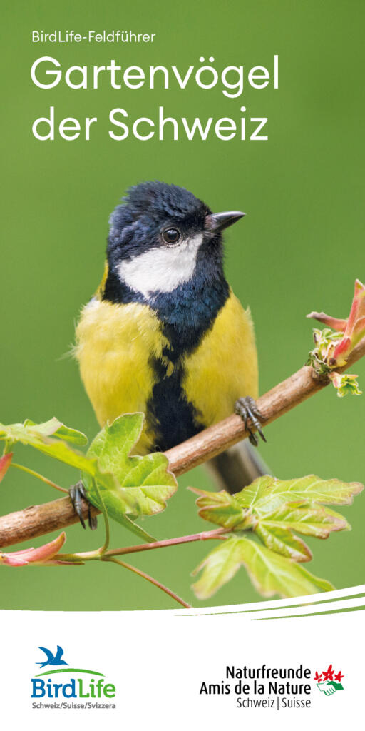 Feldführer Gartenvögel der Schweiz