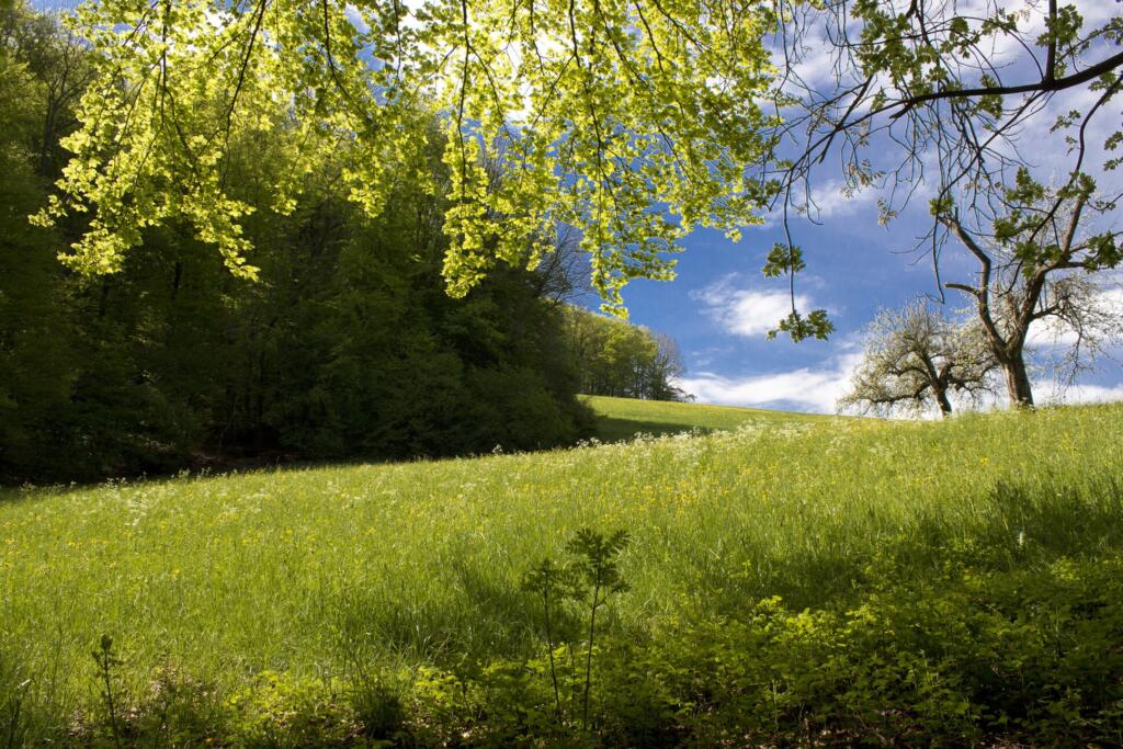 un champ d'herbe verte avec un ciel bleu et des arbres en arrière-plan 