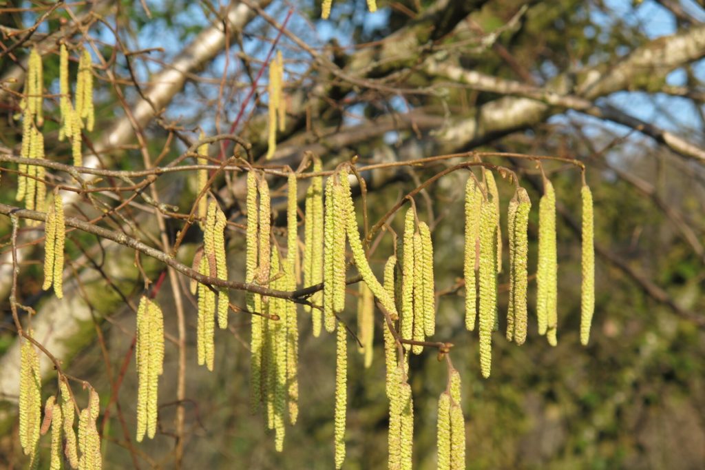 les fleurs de l'arbre 