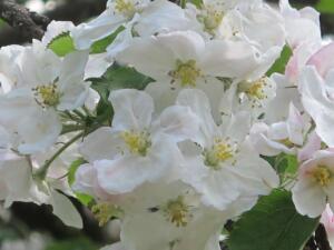 les fleurs du pommier sont blanches