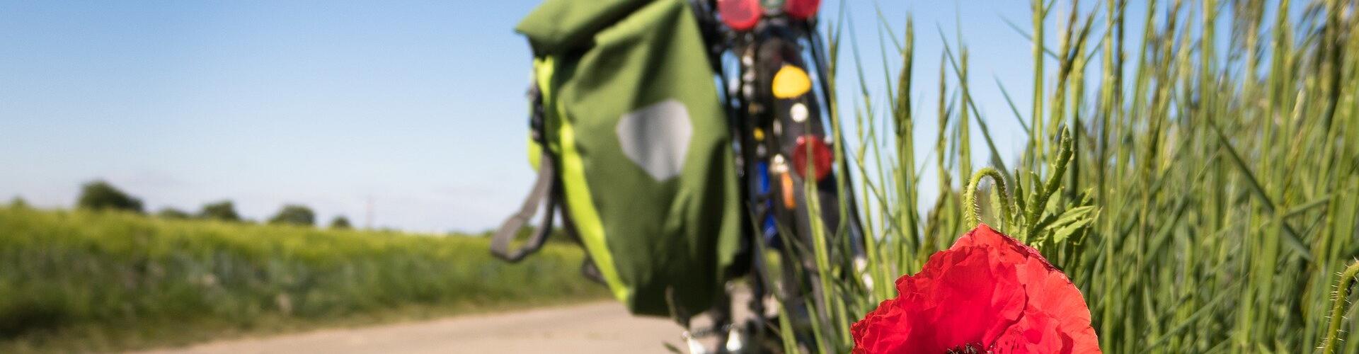 ein Fahrrad und eine Mohnblume auf einem Feldweg